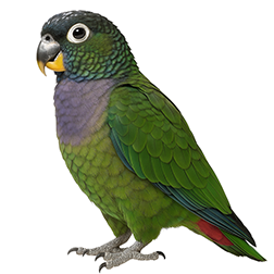 Maximilian’s Pionus
